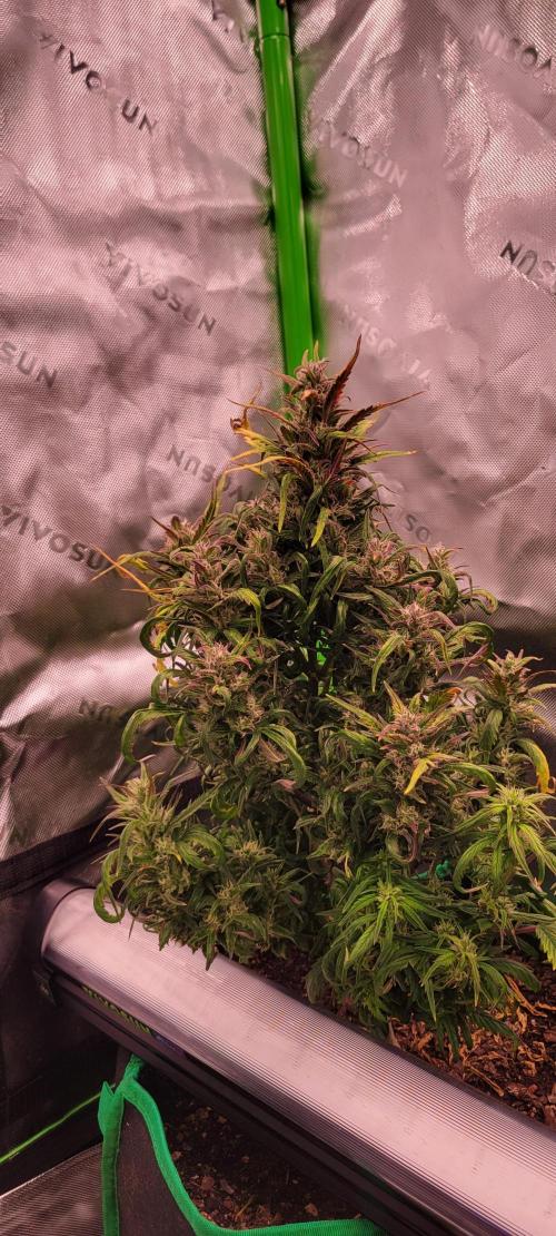 RF3 Strawberry Gorilla🍓. Week 9