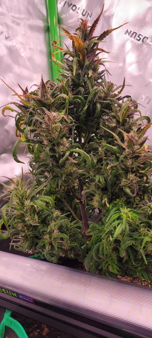 RF3 Strawberry Gorilla🍓. Week 9