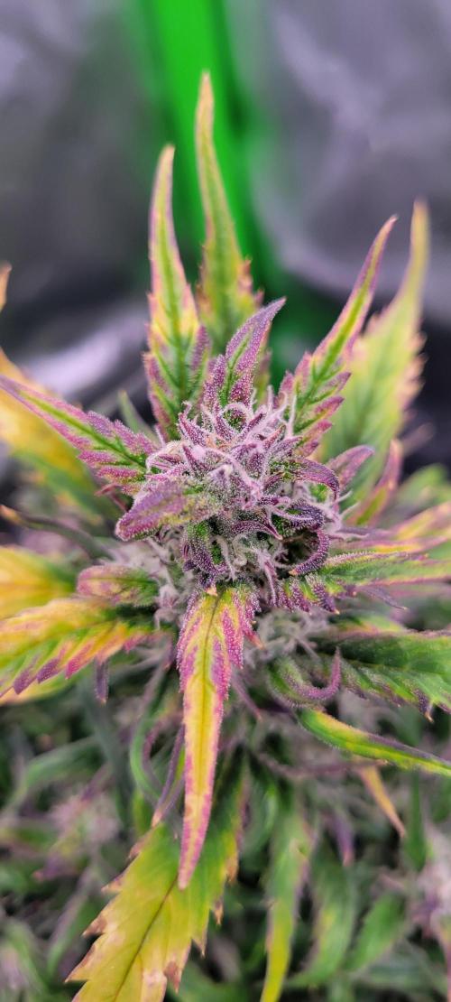 RF3 Strawberry Gorilla🍓. Week 9