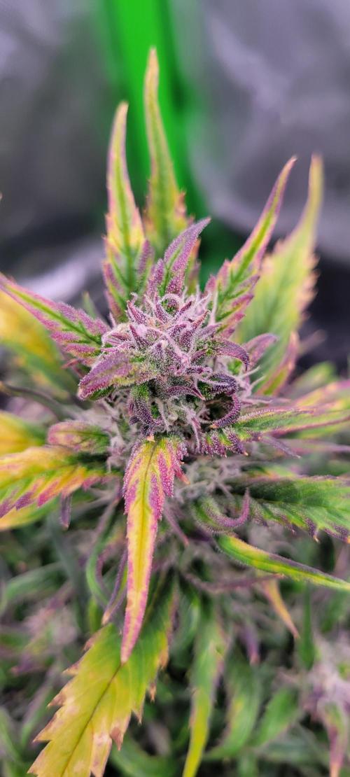 RF3 Strawberry Gorilla🍓. Week 9