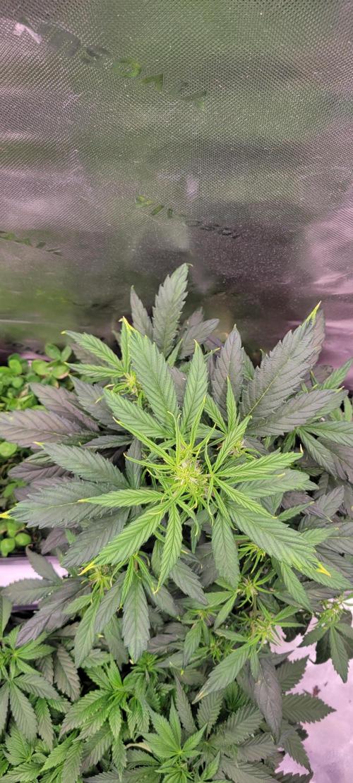 Gorilla Cookies. Week 7