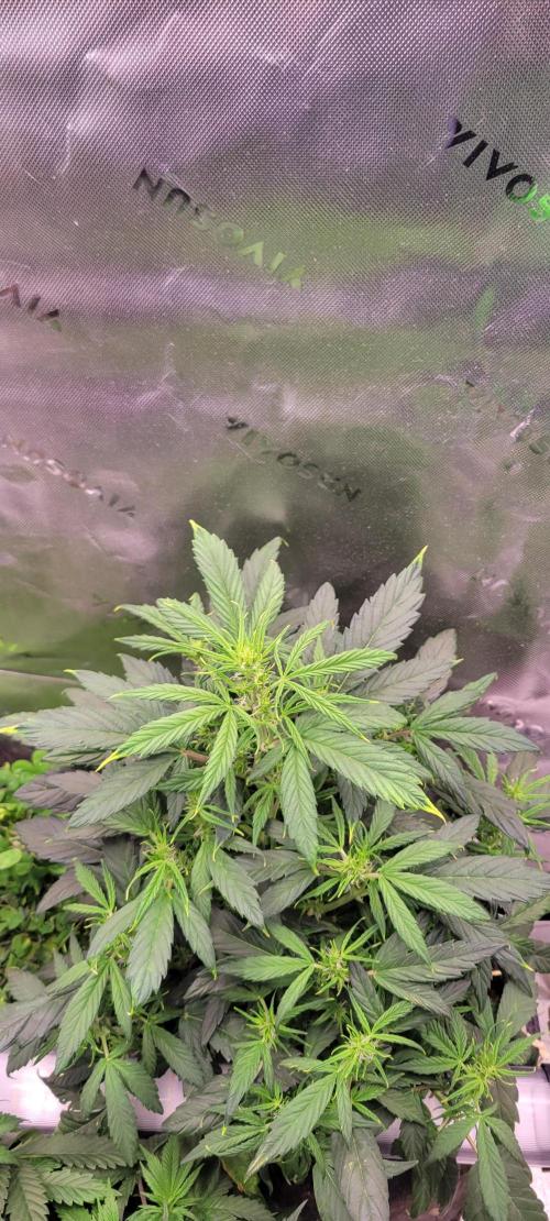 Gorilla Cookies. Week 7