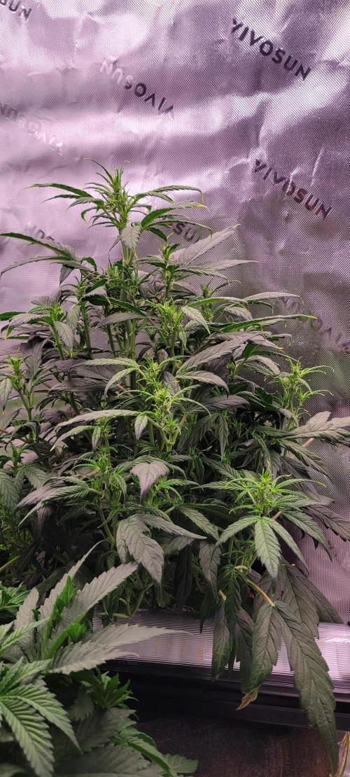 Gorilla Cookies. Week 7