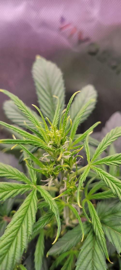 Gorilla Cookies. Week 7