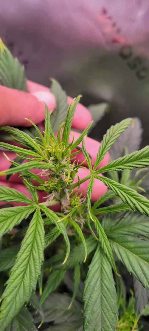 Gorilla Cookies. Week 7