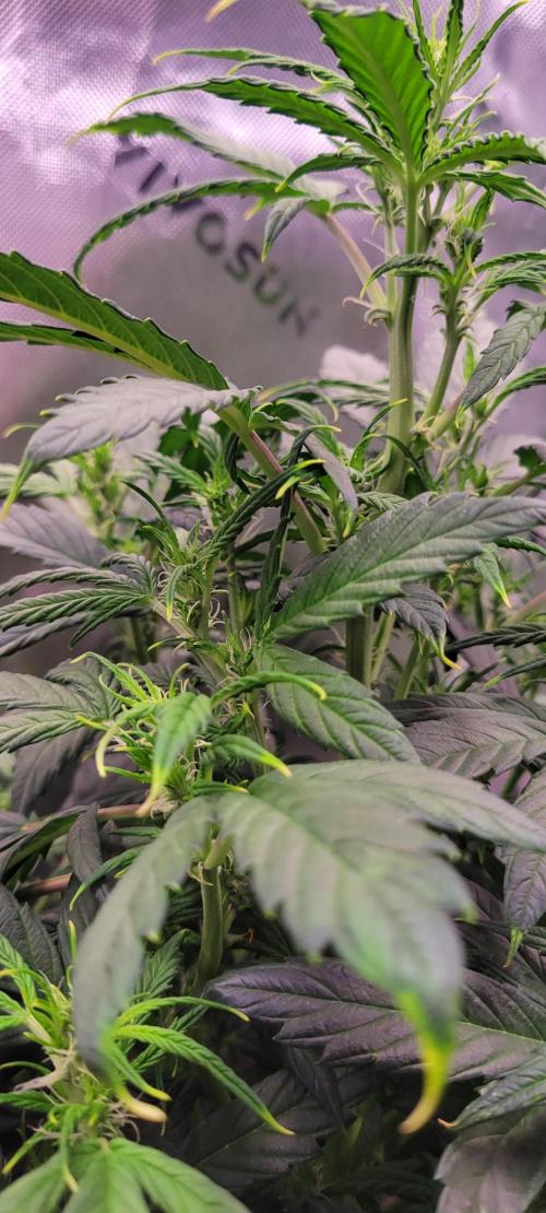 Gorilla Cookies. Week 7