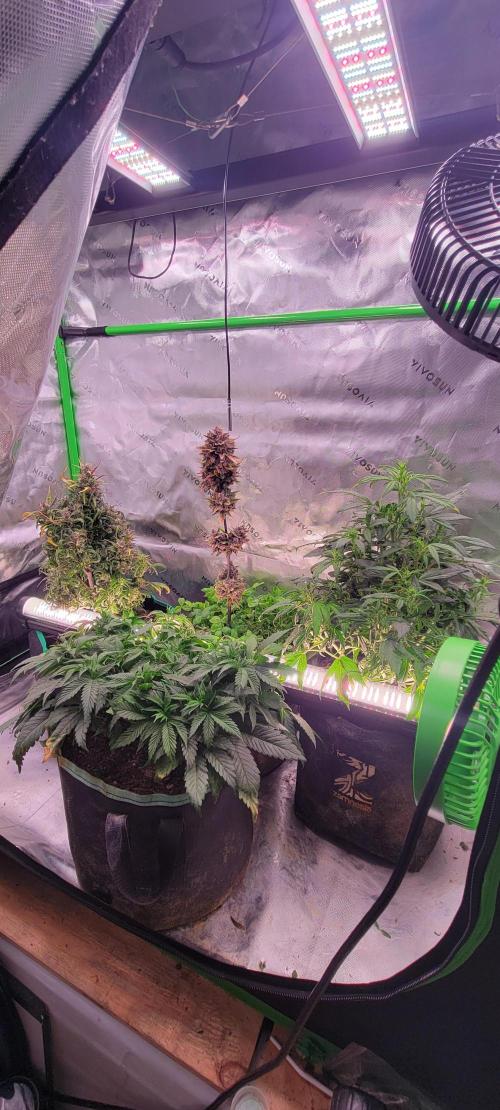 Gorilla Cookies. Week 7