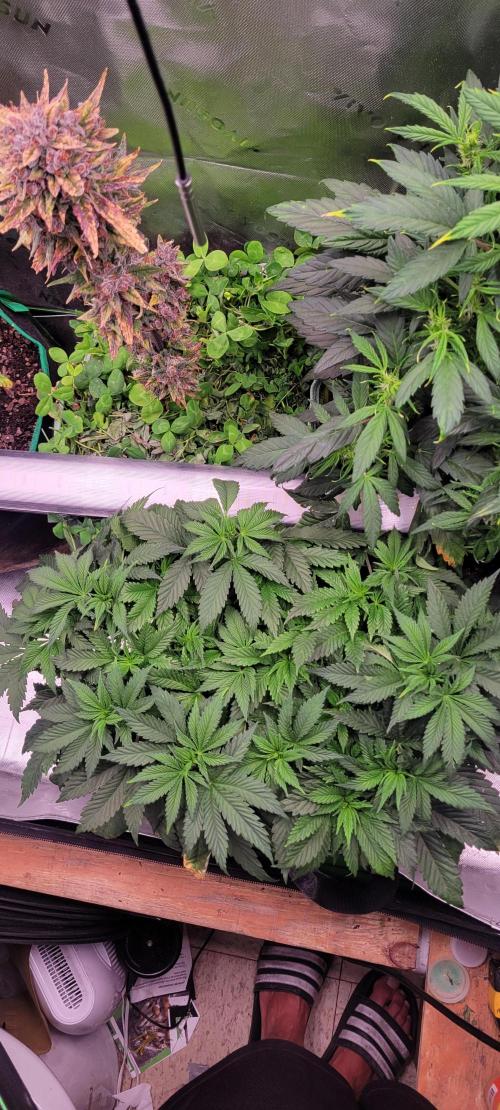 Chem Funk. Week 7