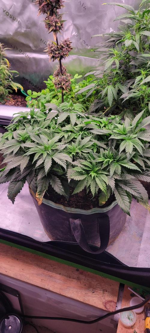 Chem Funk. Week 7