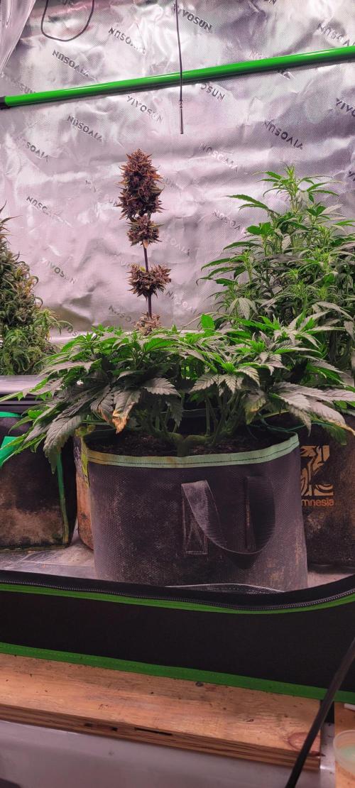 Chem Funk. Week 7