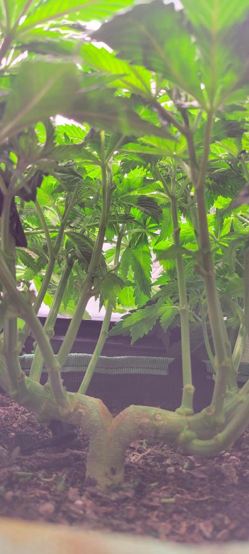 Chem Funk. Week 7