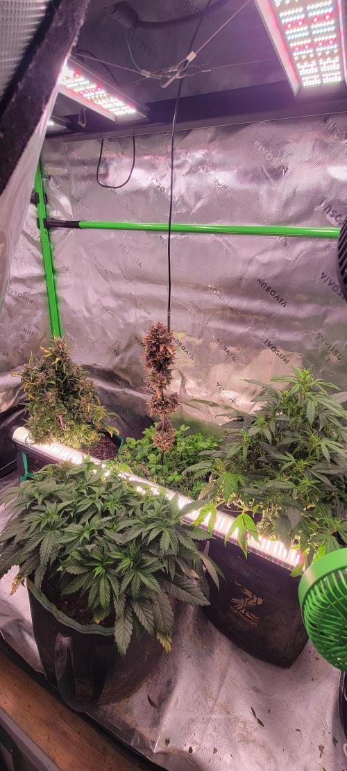 Chem Funk. Week 7