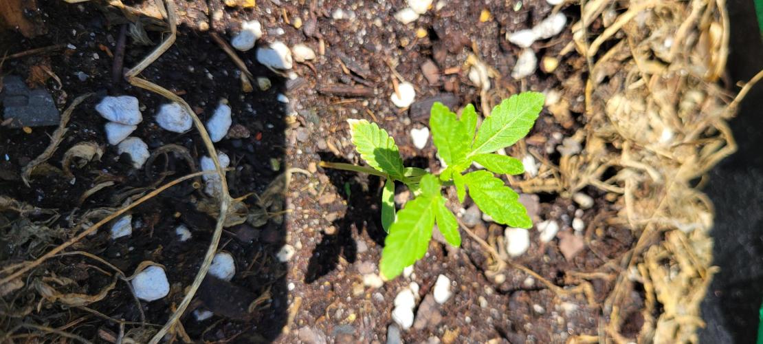 Z42 FB. Week 2