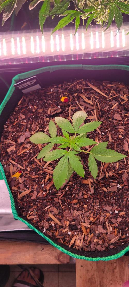 Purple Lemonade FF. Week 2