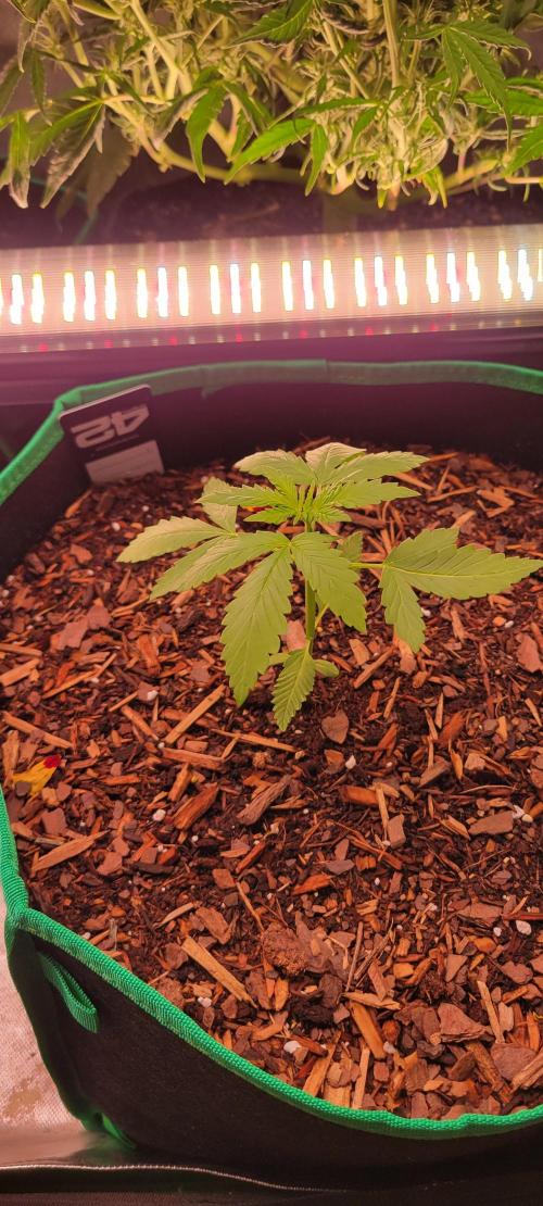 Purple Lemonade FF. Week 2