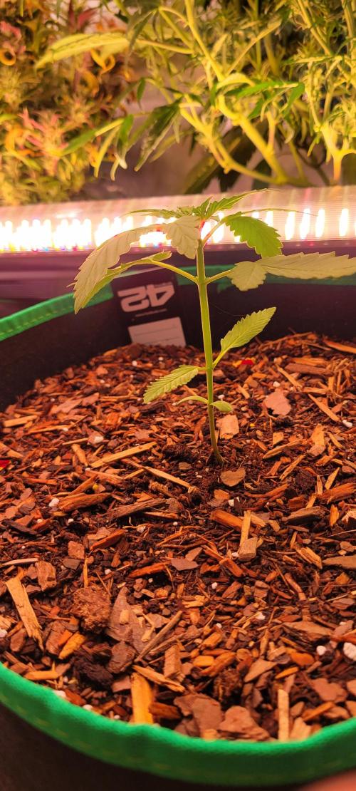 Purple Lemonade FF. Week 2