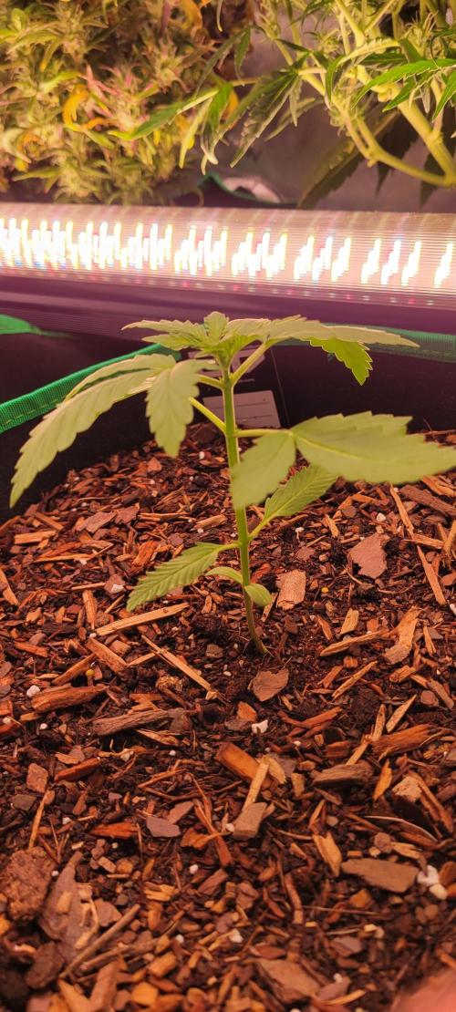 Purple Lemonade FF. Week 2