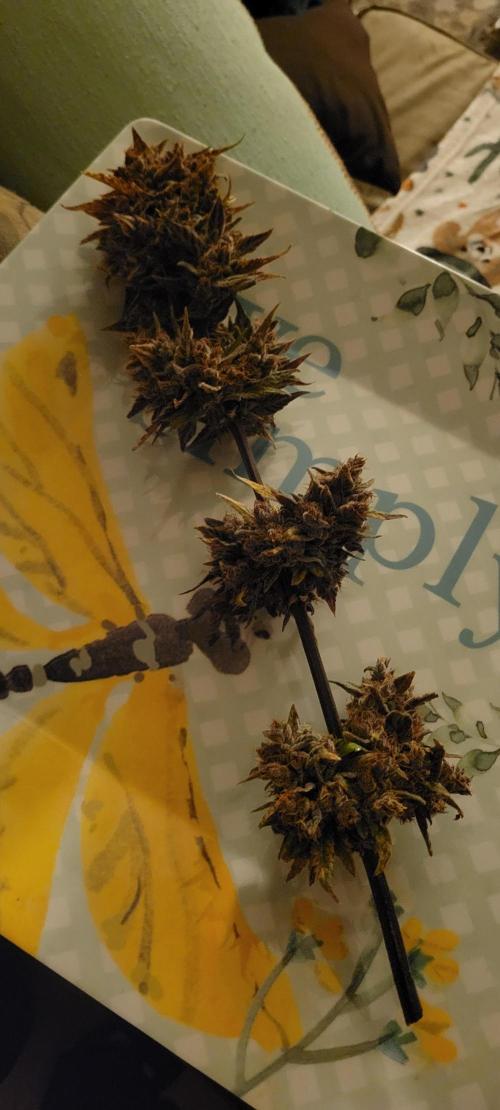 🍋🍒🍪 Lemon Cherry Cookies. Week 10