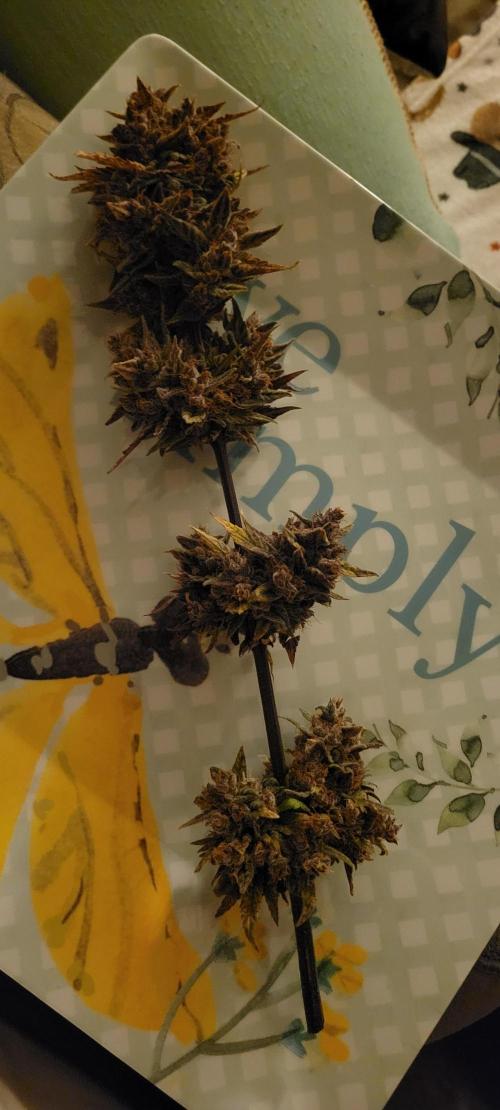 🍋🍒🍪 Lemon Cherry Cookies. Week 10
