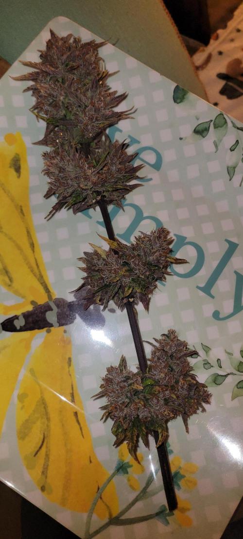 🍋🍒🍪 Lemon Cherry Cookies. Week 10