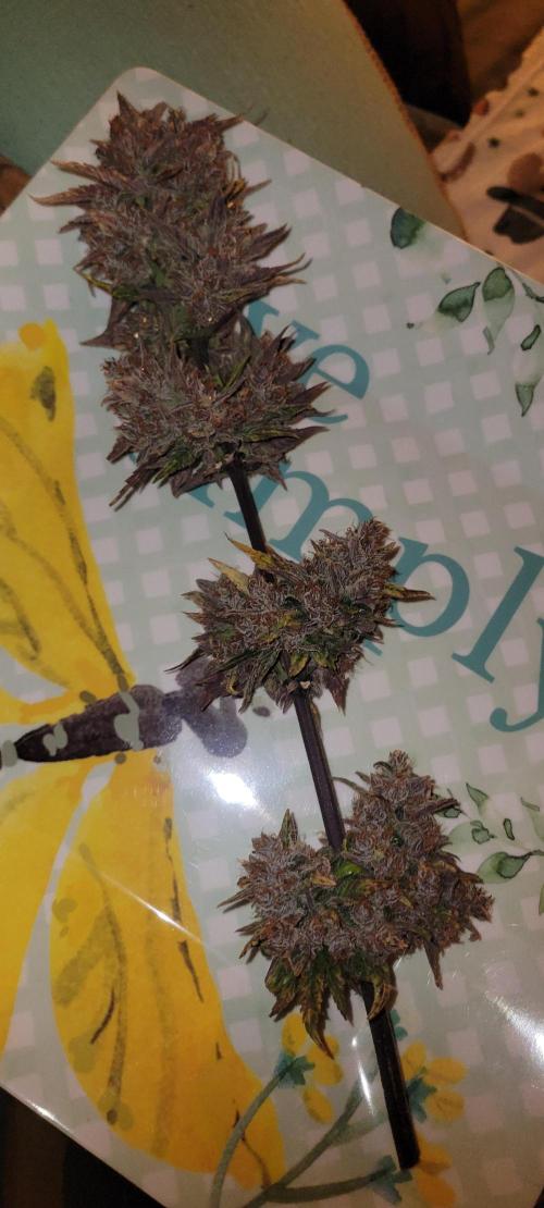 🍋🍒🍪 Lemon Cherry Cookies. Week 10