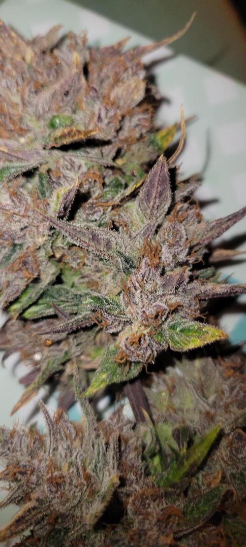🍋🍒🍪 Lemon Cherry Cookies. Week 10
