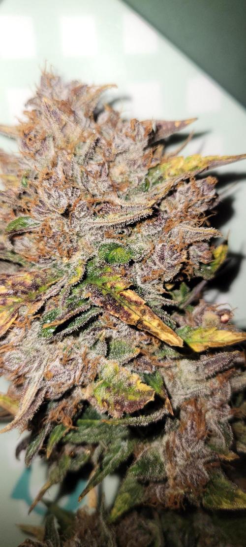 🍋🍒🍪 Lemon Cherry Cookies. Week 10