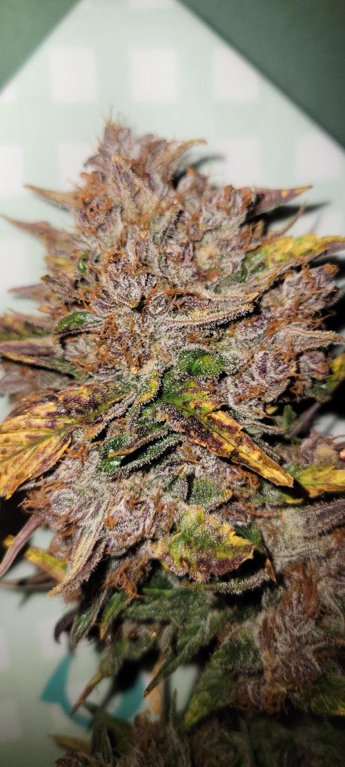 🍋🍒🍪 Lemon Cherry Cookies. Week 10