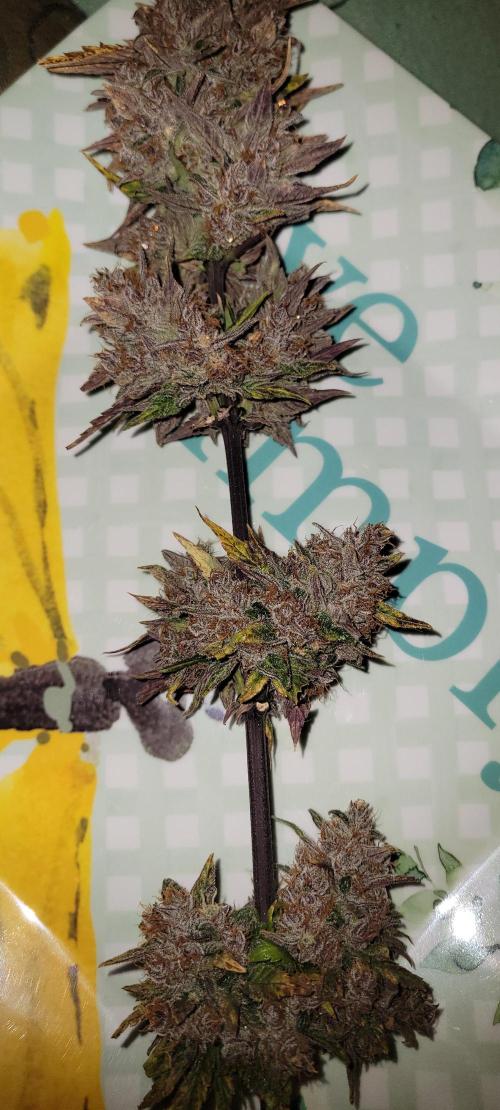 🍋🍒🍪 Lemon Cherry Cookies. Week 10