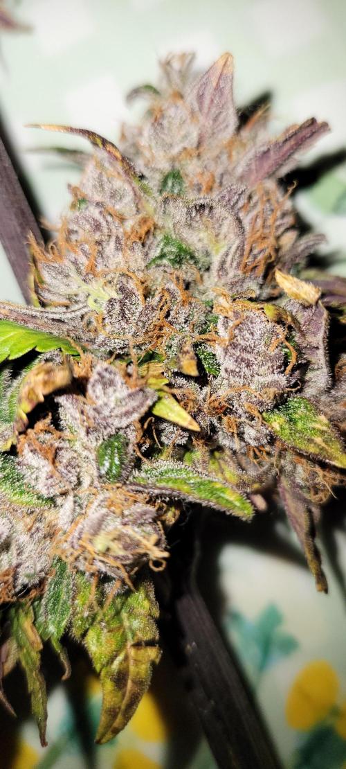 🍋🍒🍪 Lemon Cherry Cookies. Week 10