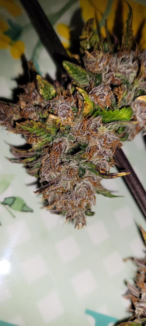 🍋🍒🍪 Lemon Cherry Cookies. Week 10