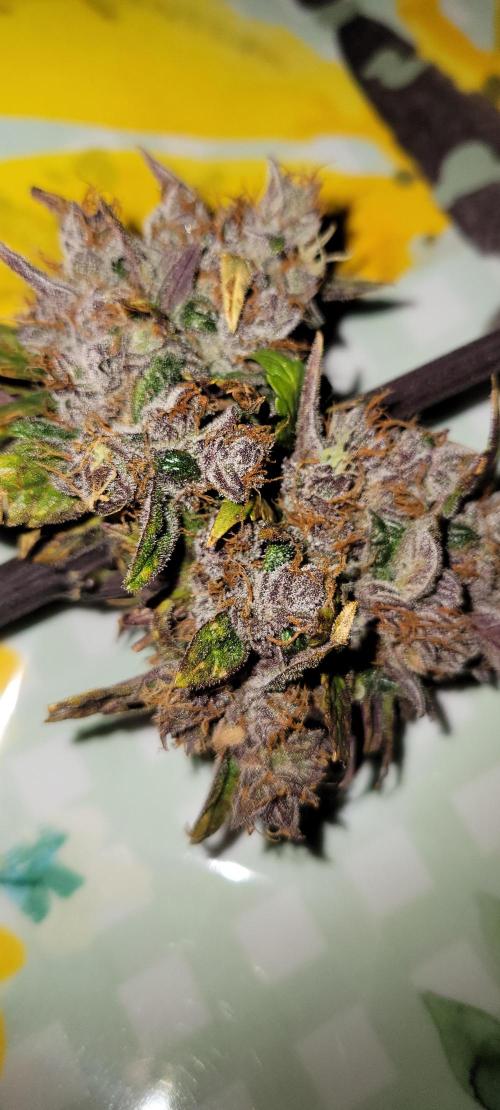 🍋🍒🍪 Lemon Cherry Cookies. Week 10