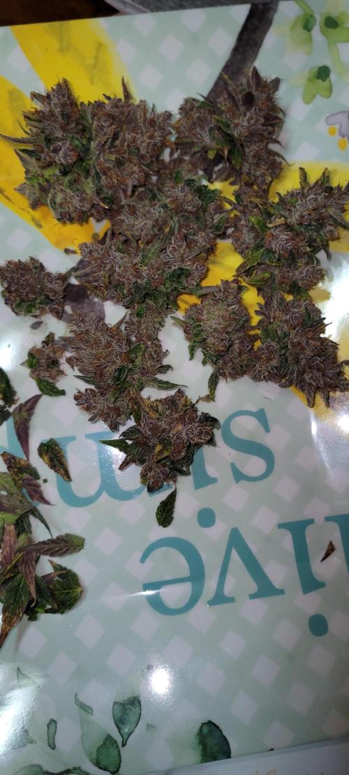 🍋🍒🍪 Lemon Cherry Cookies. Week 10