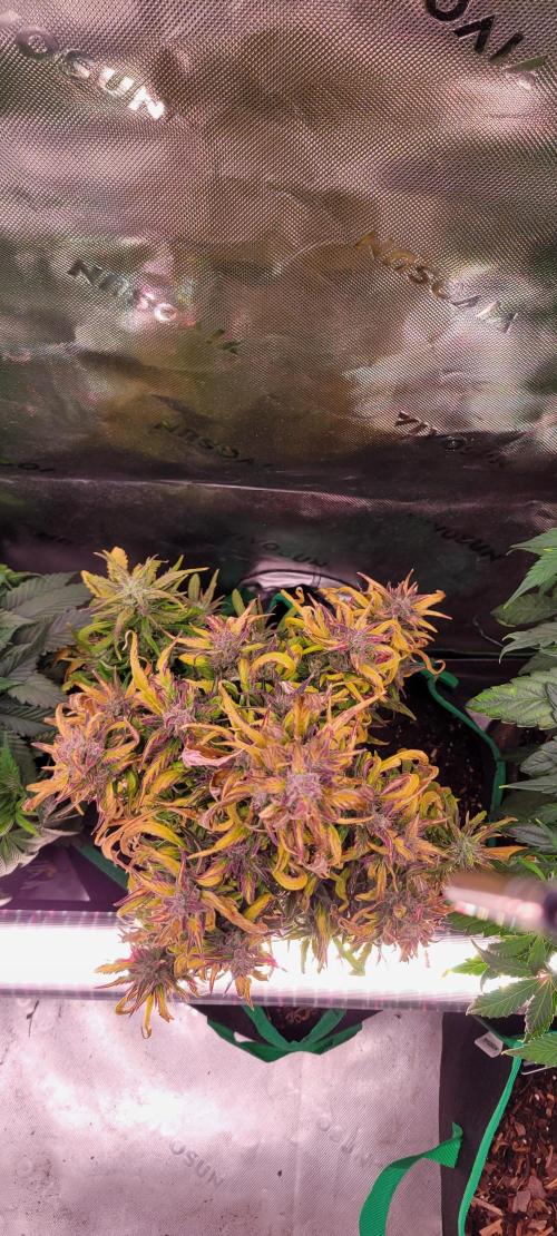 RF3 Strawberry Gorilla🍓. Week 10