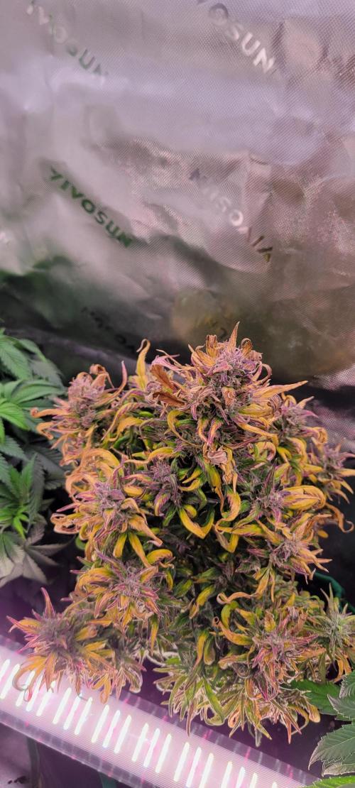 RF3 Strawberry Gorilla🍓. Week 10