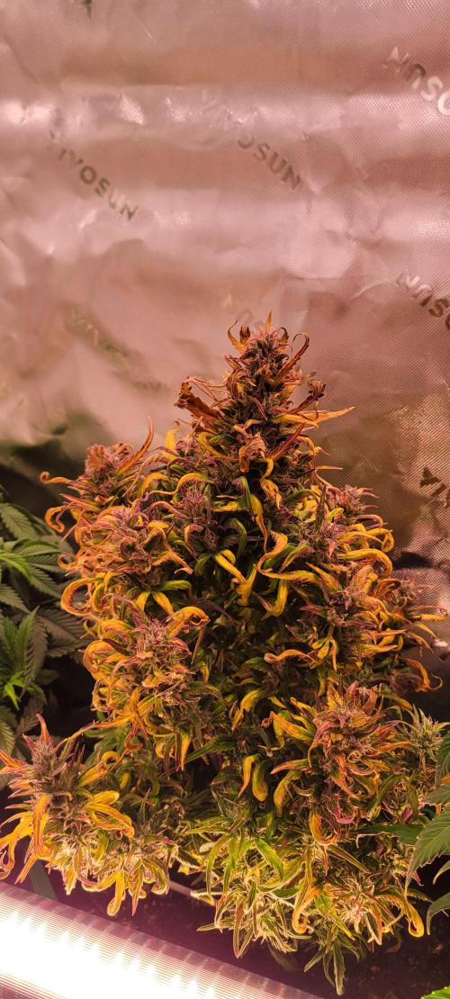 RF3 Strawberry Gorilla🍓. Week 10