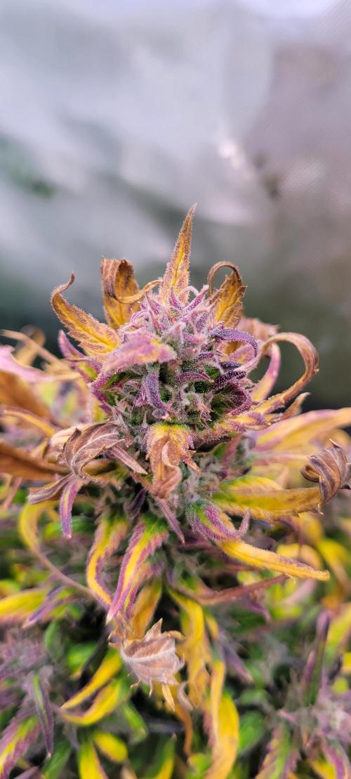 RF3 Strawberry Gorilla🍓. Week 10