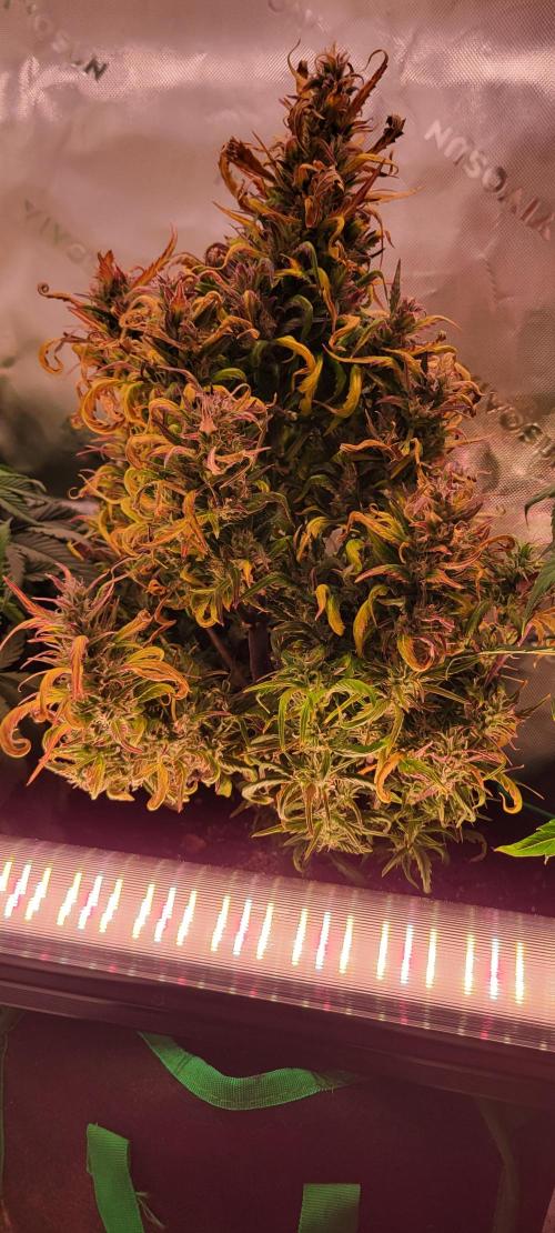 Strawberry Gorilla Auto RF3. Week 10