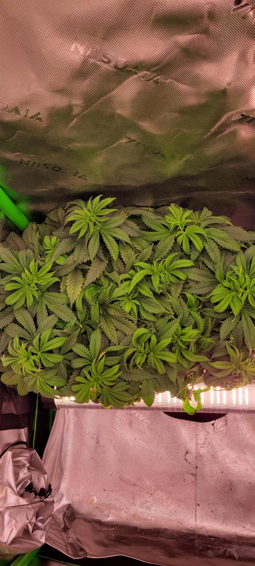 Chem Funk. Week 8