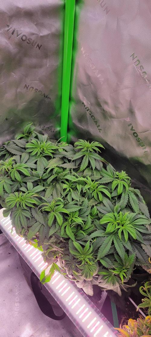 Chem Funk. Week 8
