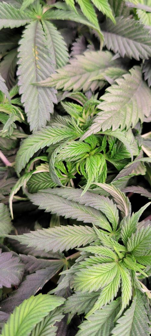 Chem Funk R1. Week 8