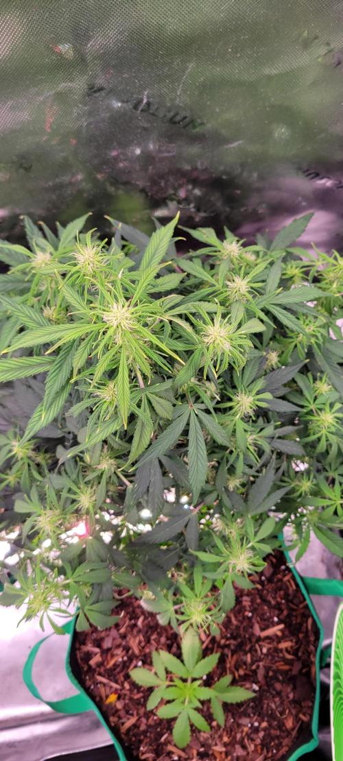 Gorilla Cookies. Week 8