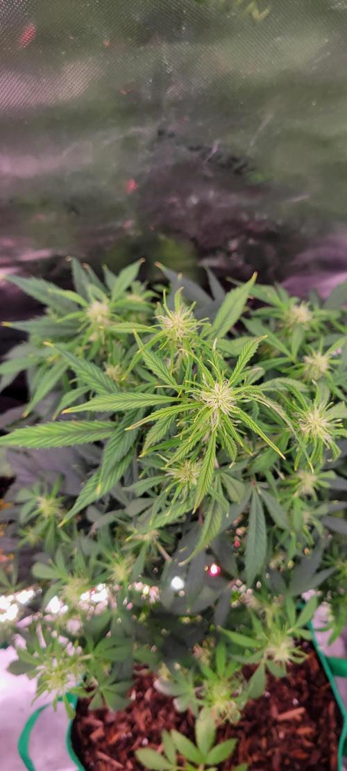 Gorilla Cookies. Week 8