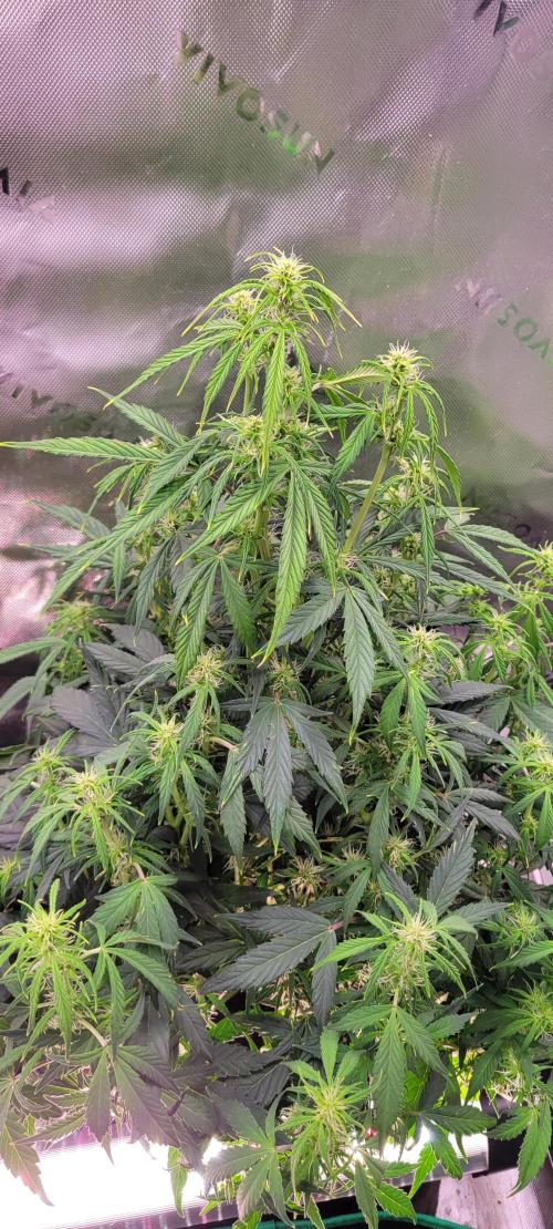 Gorilla Cookies. Week 8