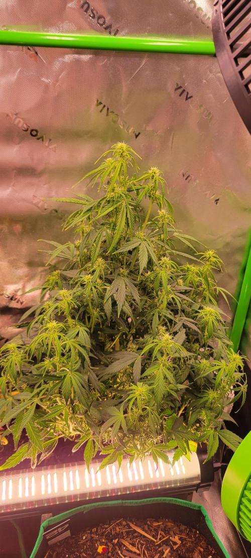 Gorilla Cookies. Week 8