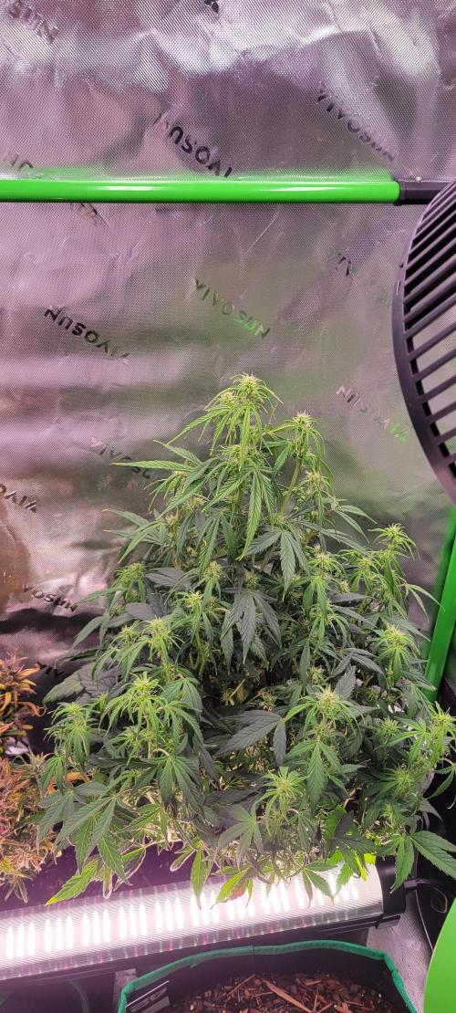 Gorilla Cookies. Week 8