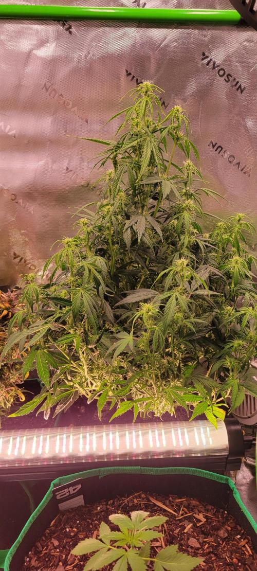 Gorilla Cookies. Week 8