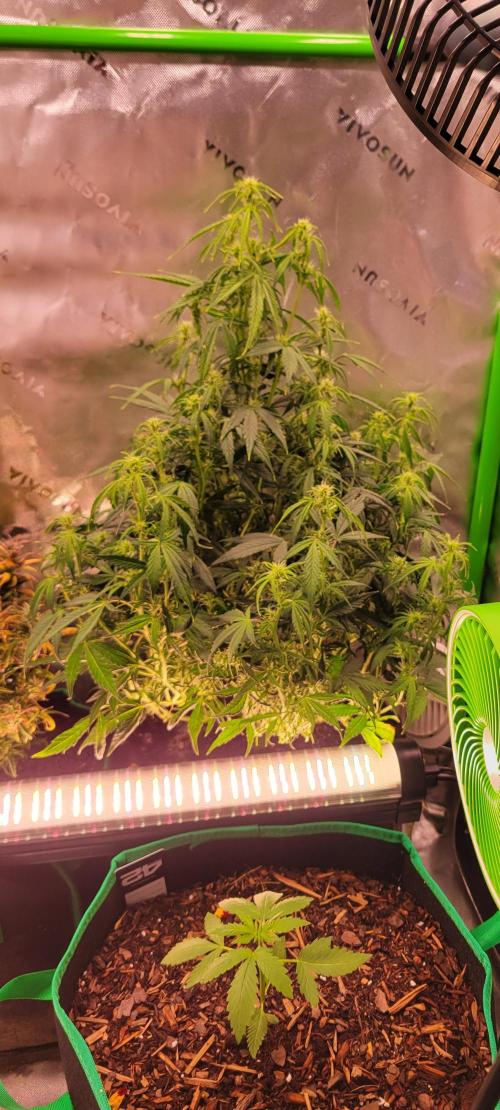 Gorilla Cookies. Week 8