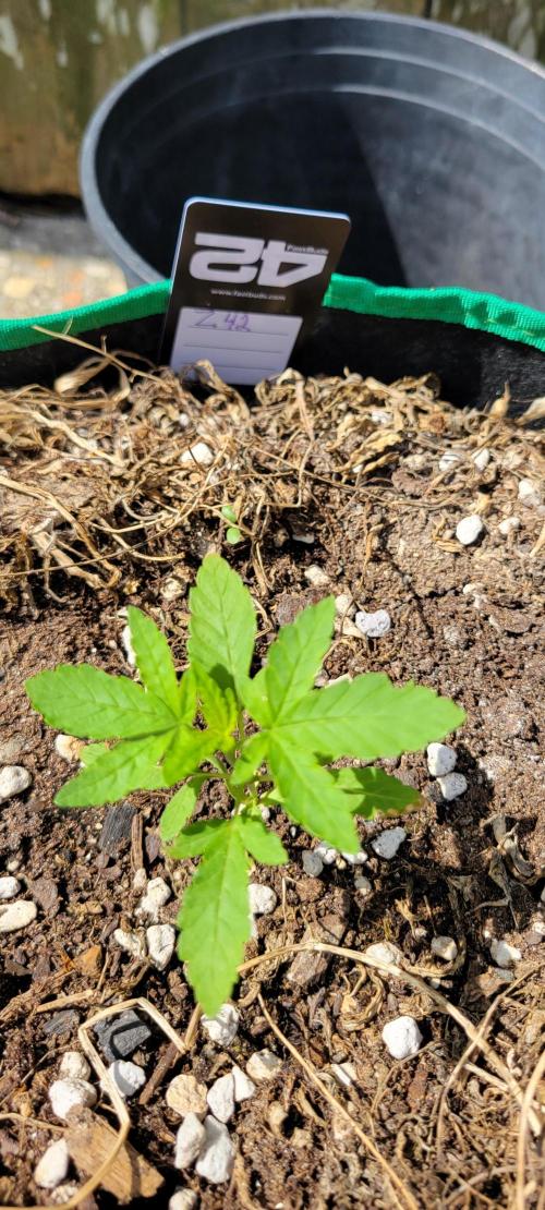 Z42 FB. Week 3