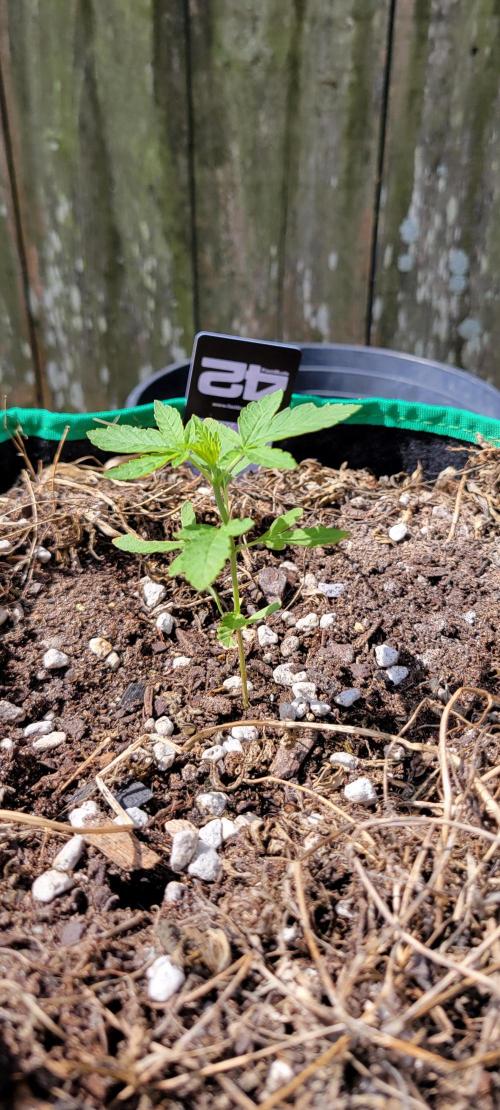 Z42 FB. Week 3